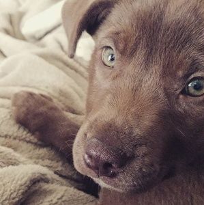 Meet your Posher, Hallie